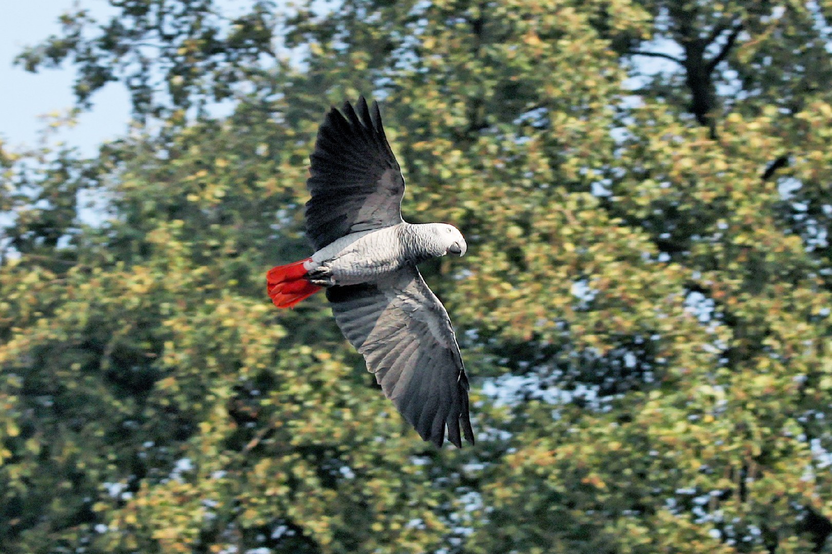 Grey Parrot (Psittacus erithacus)