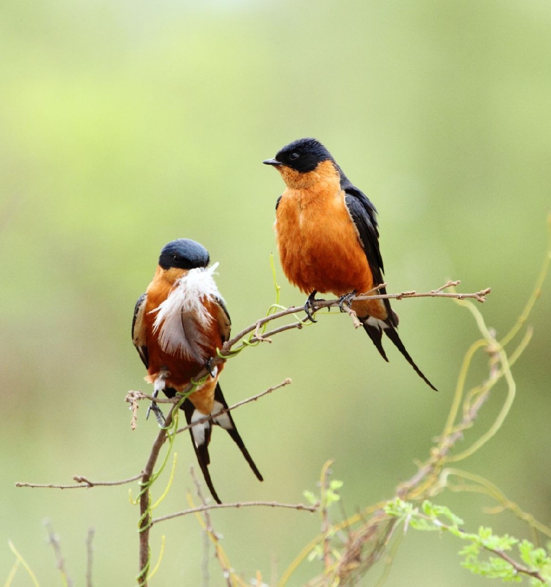 アカハラコシアカツバメ (Cecropis semirufa)