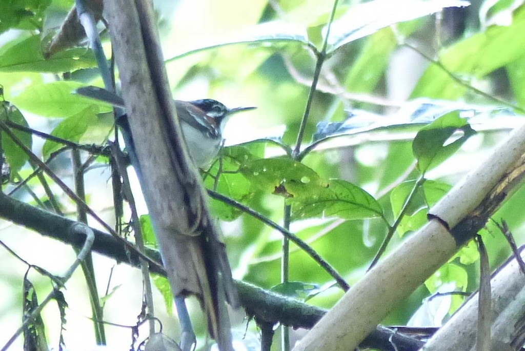 華萊士細尾鷯鶯 (Sipodotus wallacii)