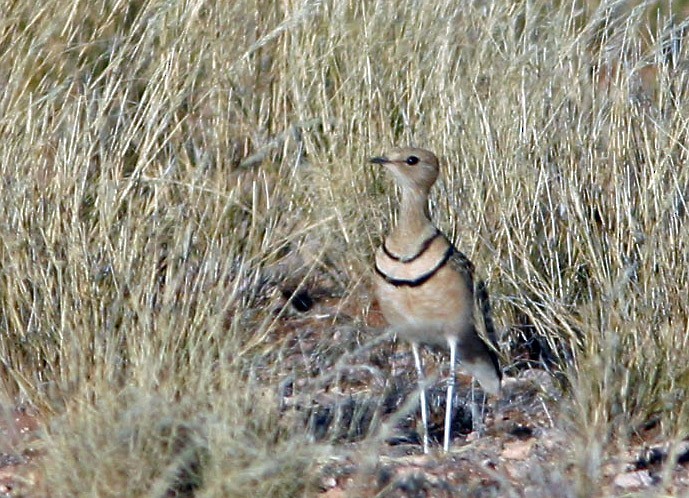 Rhinoptilus (Rhinoptilus)