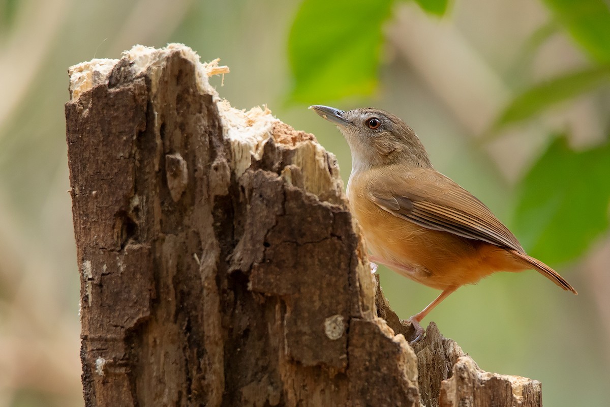 Abbott's Babbler (Malacocincla abbotti)