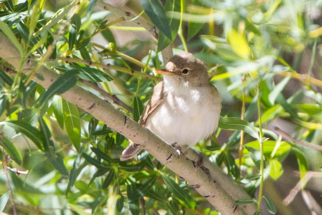 Iduna Warblers (Iduna)