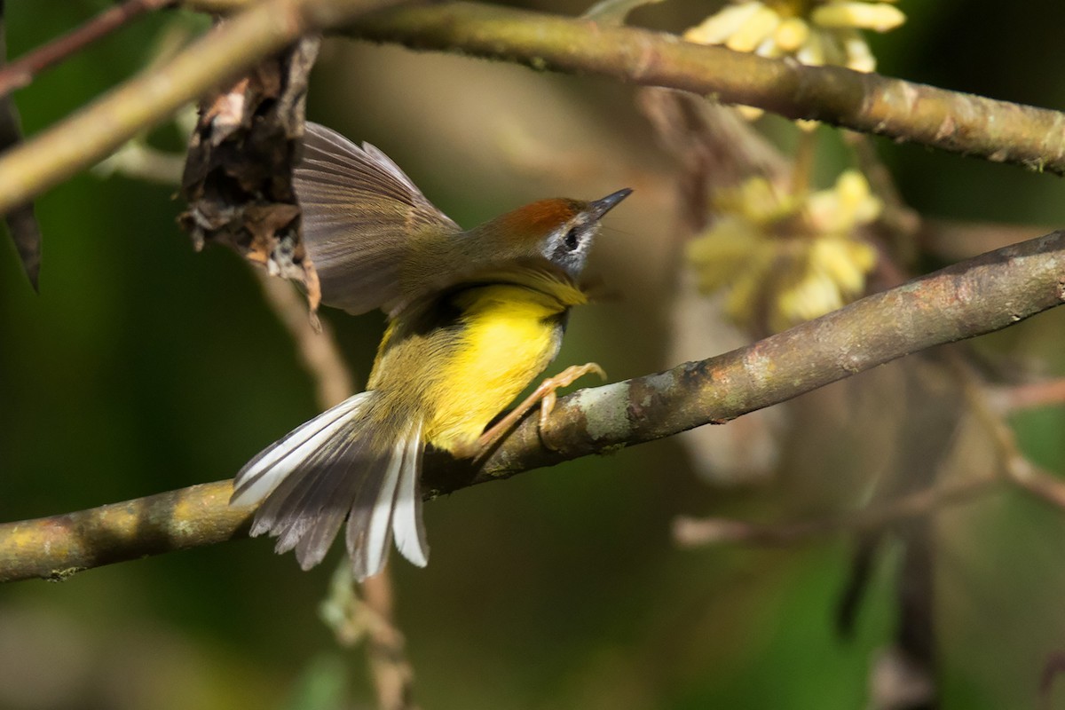 Broad-billed Warbler (Tickellia)