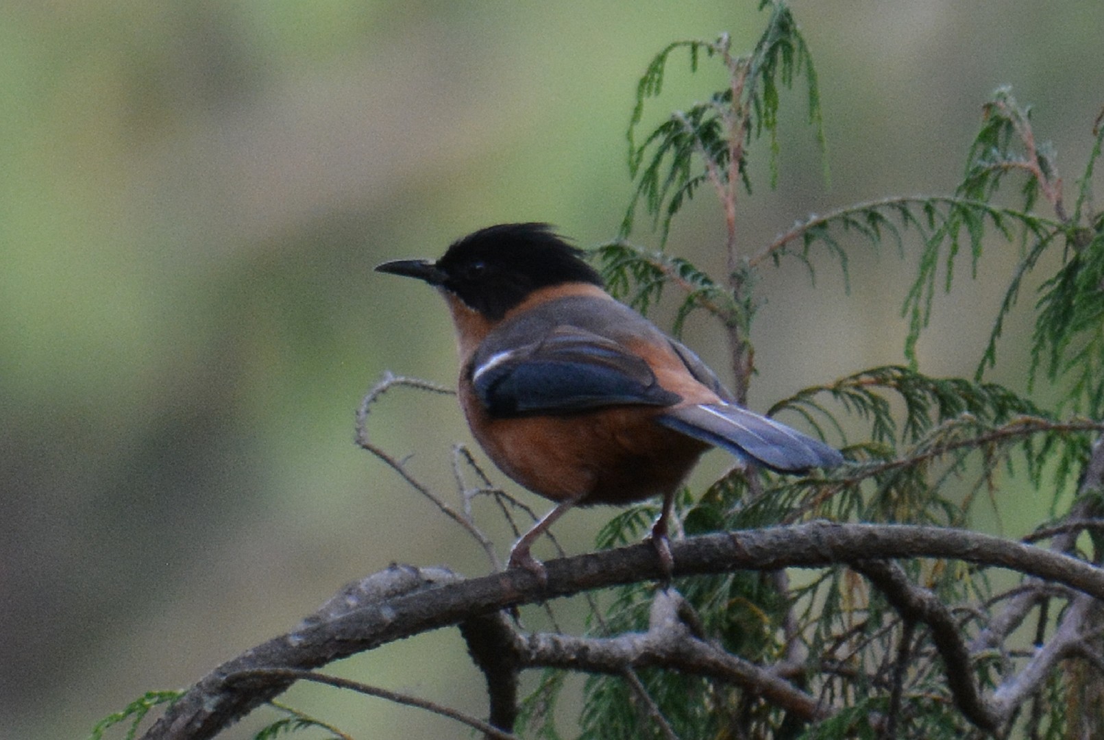 Sibia-ruiva (Heterophasia capistrata)