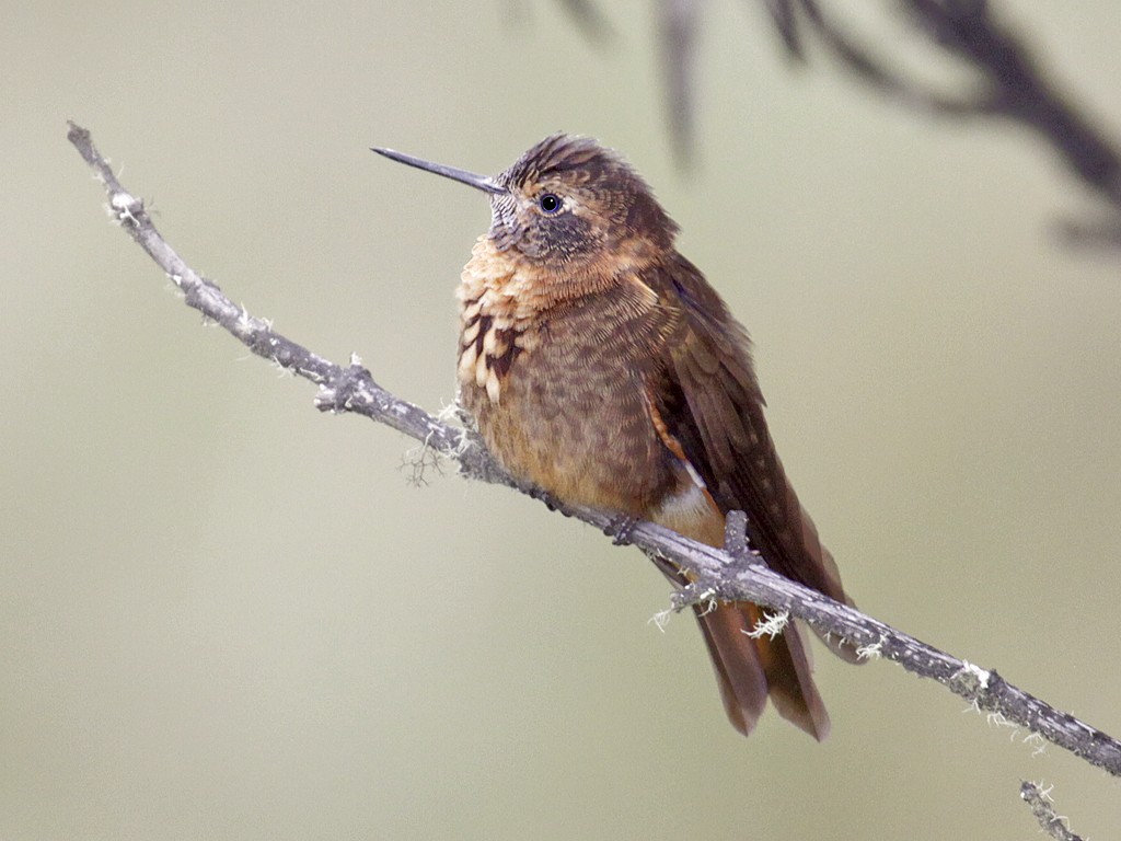 Colibrí cobrizo (Aglaeactis cupripennis)