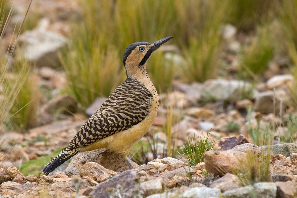 Carpintero andino meridional (Colaptes rupicola)