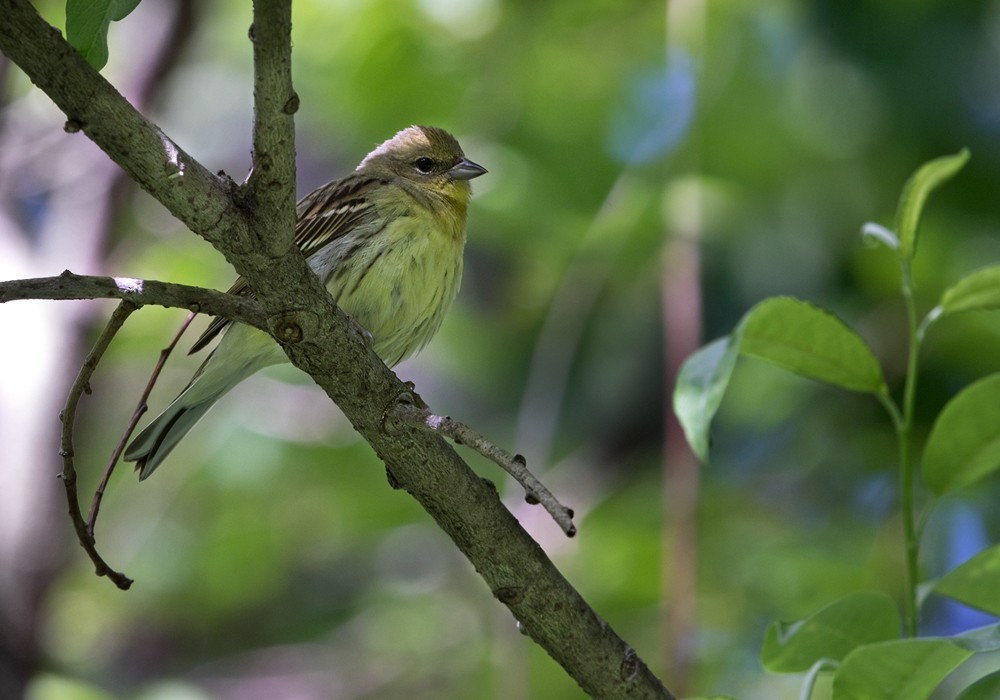 무당새 (Emberiza sulphurata)