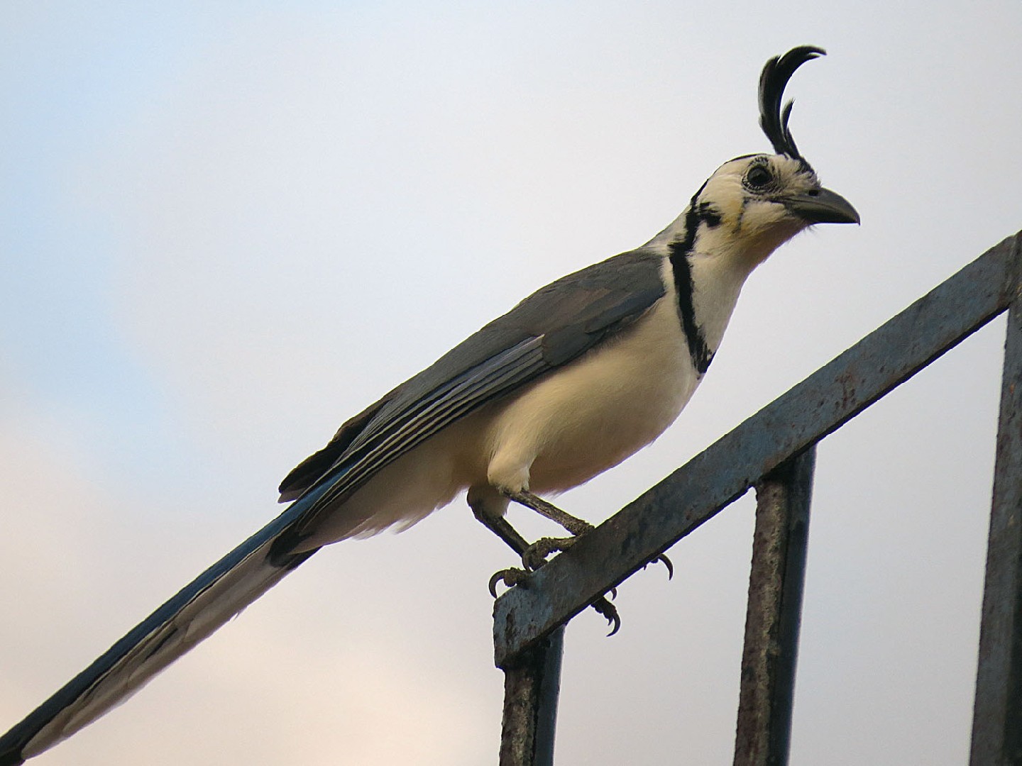 Urraca hermosa cariblanca (Calocitta formosa)