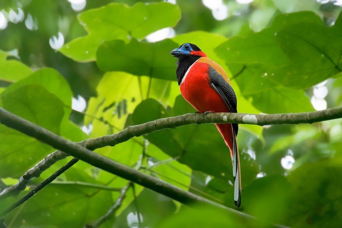 Red-naped Trogon (Harpactes kasumba)