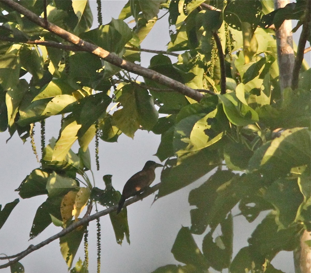 Paradise-crow (Lycocorax pyrrhopterus)