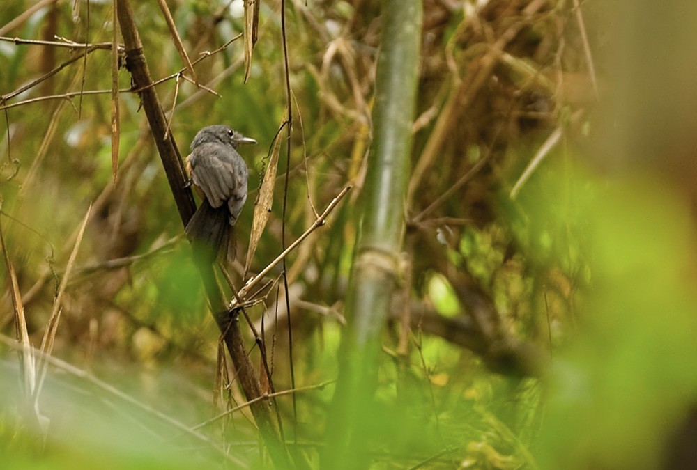 藍灰蟻鵙 (Thamnomanes schistogynus)