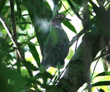 Себуйский фруктовый голубь (Phapitreron amethystinus)
