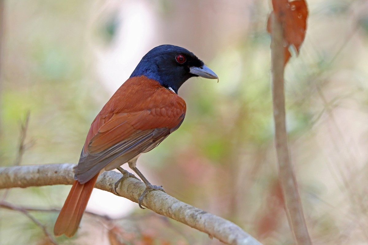 Vanga rufo (Schetba rufa)