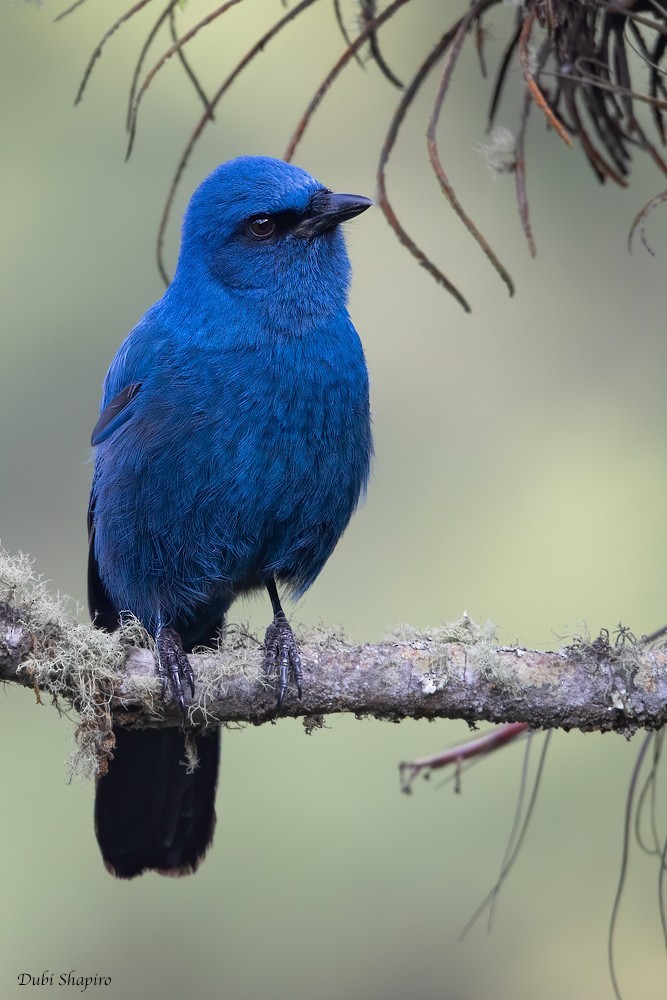 Aphelocoma unicolor (Aphelocoma unicolor)