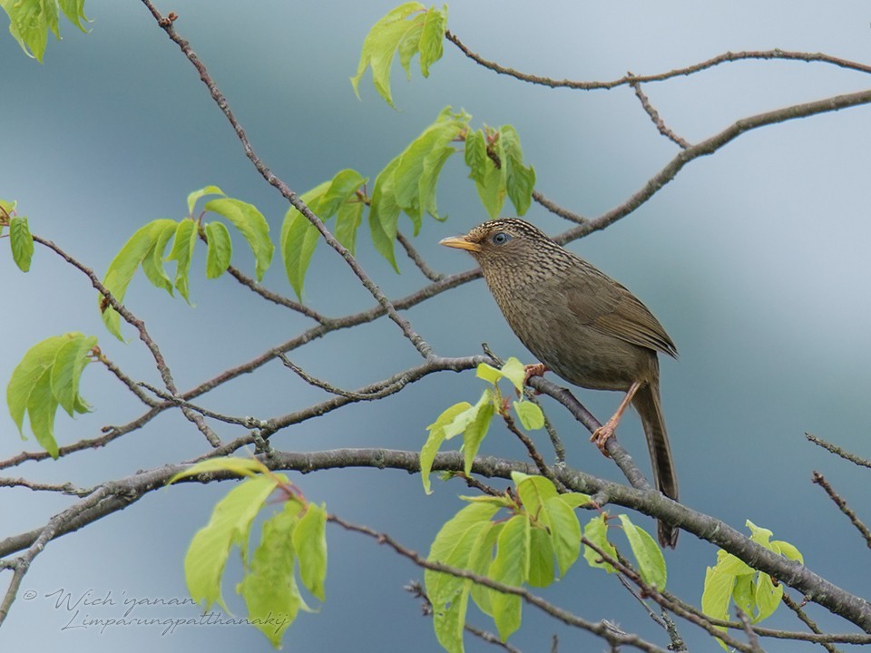 臺灣畫眉 (Garrulax taewanus)