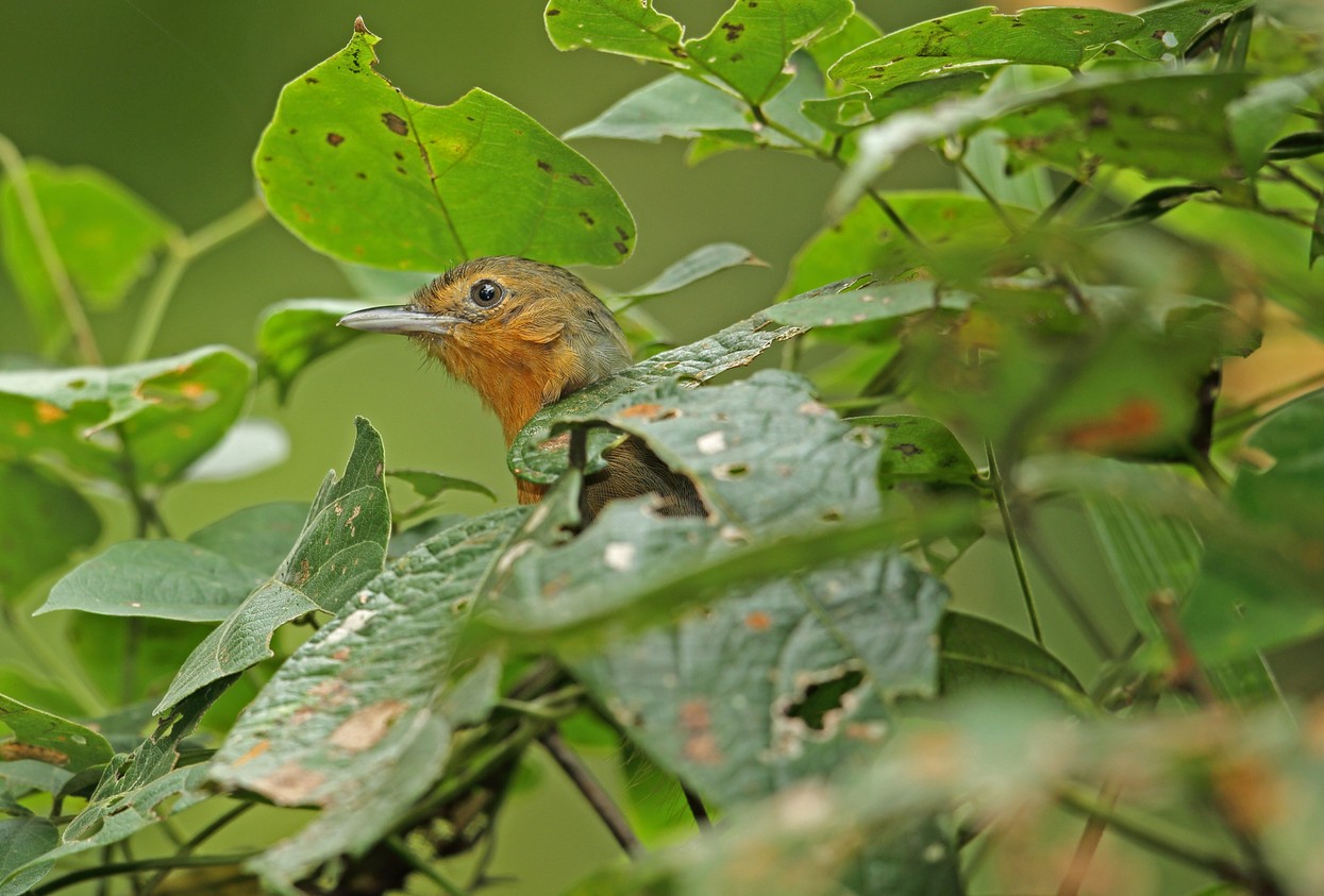 Tiranmiervogel (Cercomacroides tyrannina)