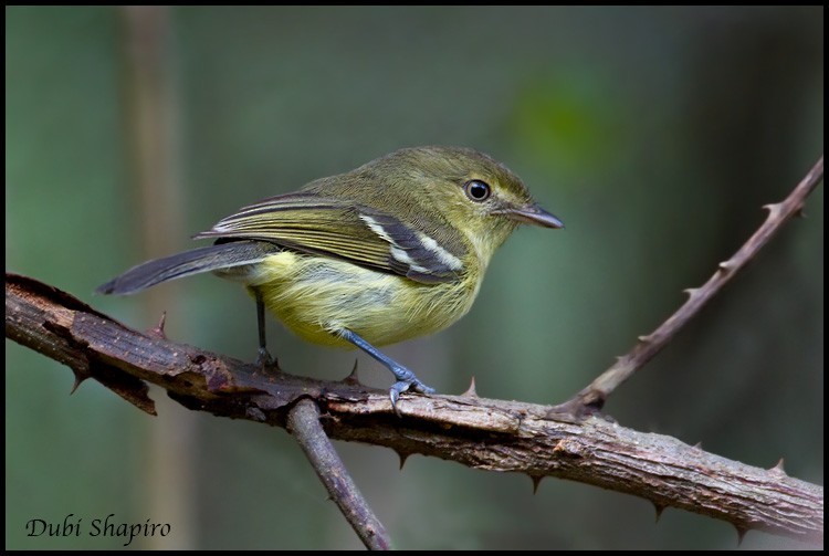 Juruviara-haitiana (Vireo nanus)