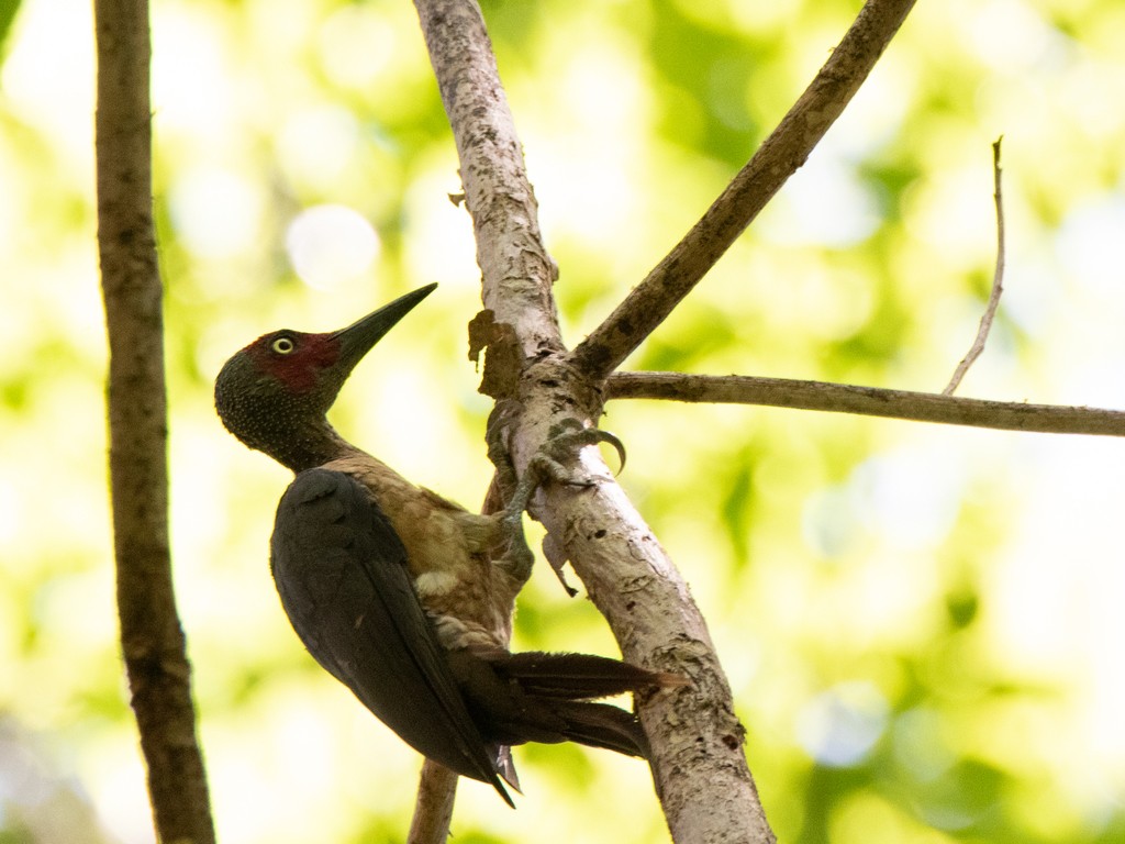 Large Asian Woodpeckers (Mulleripicus)
