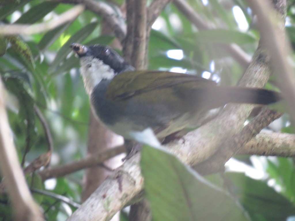 Costa Rican Brushfinch (Arremon costaricensis)