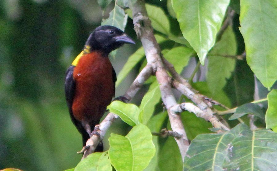 Yellow-mantled Weaver