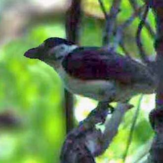 Black-headed Vangas (Xenopirostris)