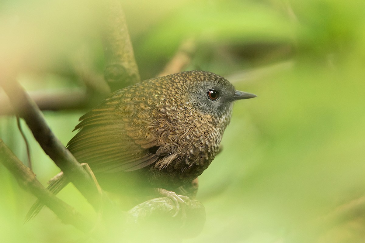 Ratina ventrigrís (Spelaeornis reptatus)