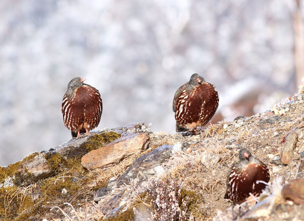 Snow Partridge (Lerwa)