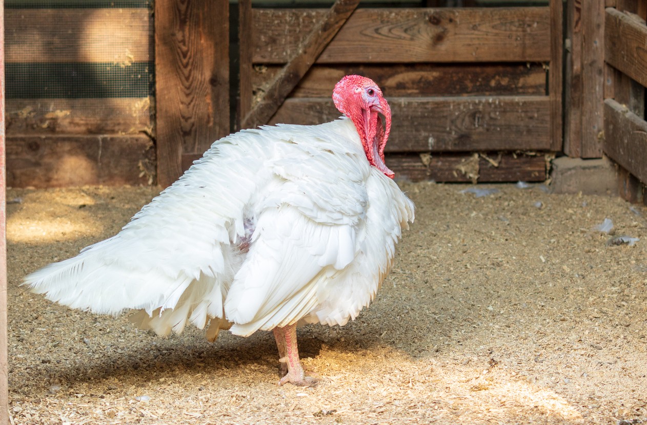Meleagris gallopavo domesticus 'Broad Breasted White' (Meleagris gallopavo domesticus 'Broad Breasted White')
