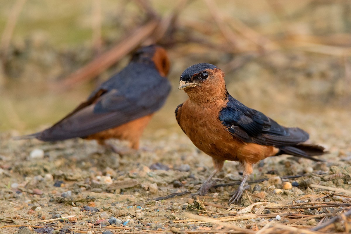 Golondrina Ventrirrufa (Cecropis badia)