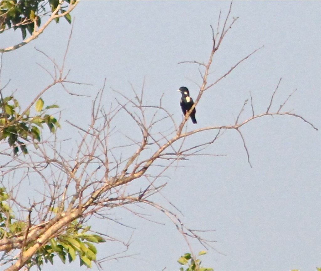 蘇拉威西王椋鳥 (Basilornis celebensis)