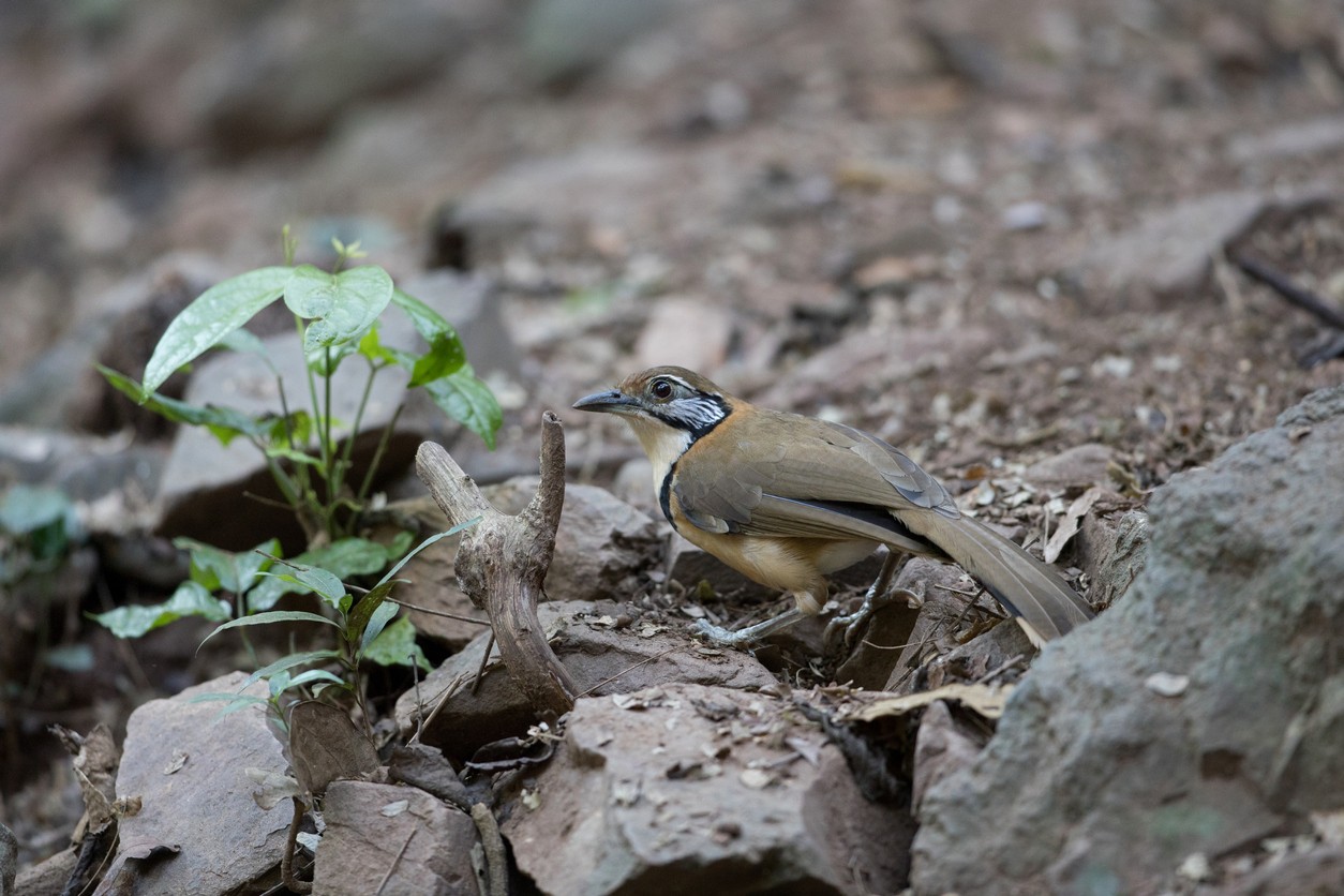 Charlatán Acollarado Grande (Pterorhinus pectoralis)