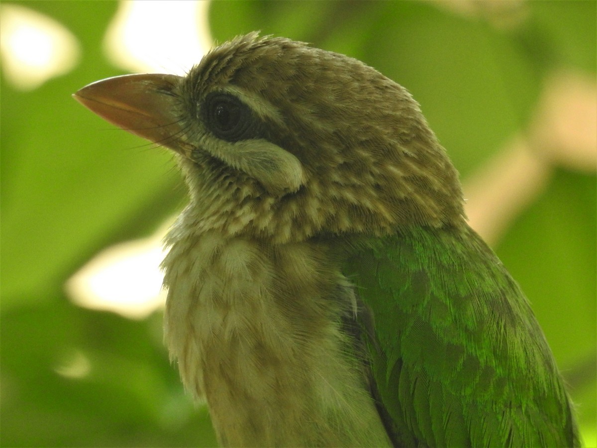 Grünbartvogel (Psilopogon viridis)