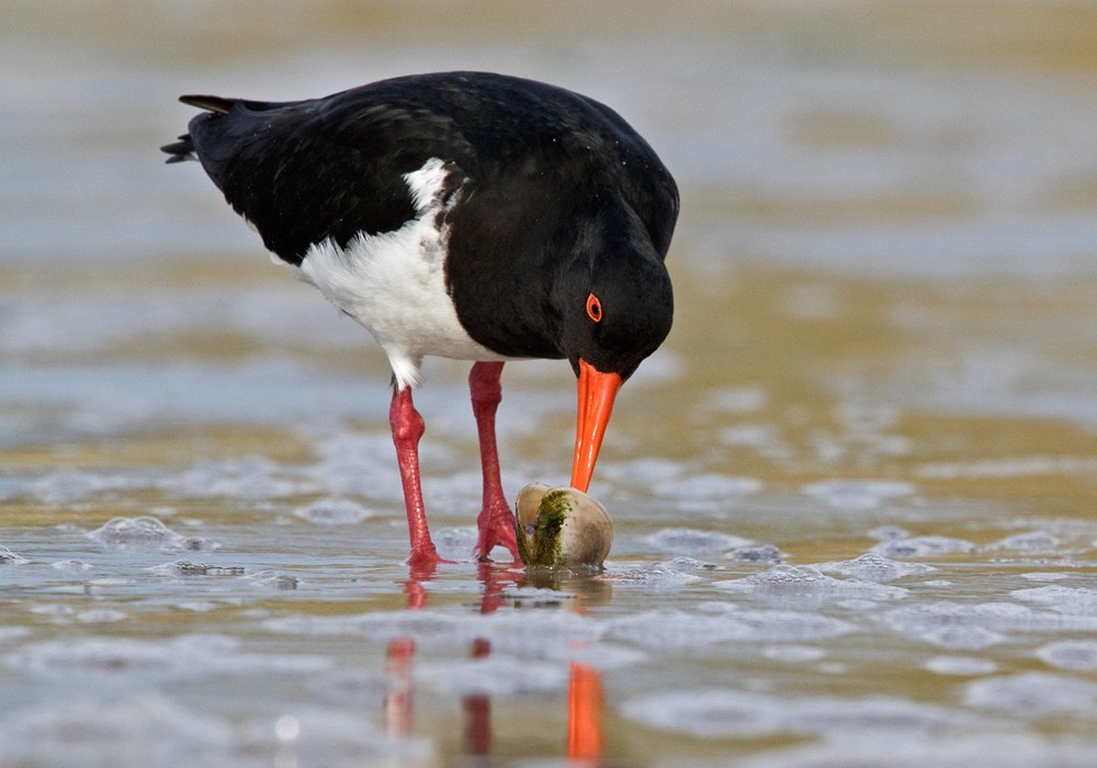 Ostrero de las Chatham (Haematopus chathamensis)