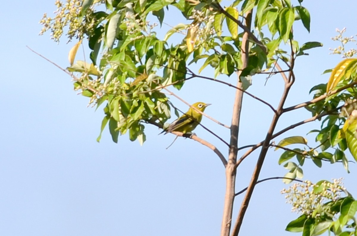 Anteojitos Ventrilimón (Zosterops chloris)