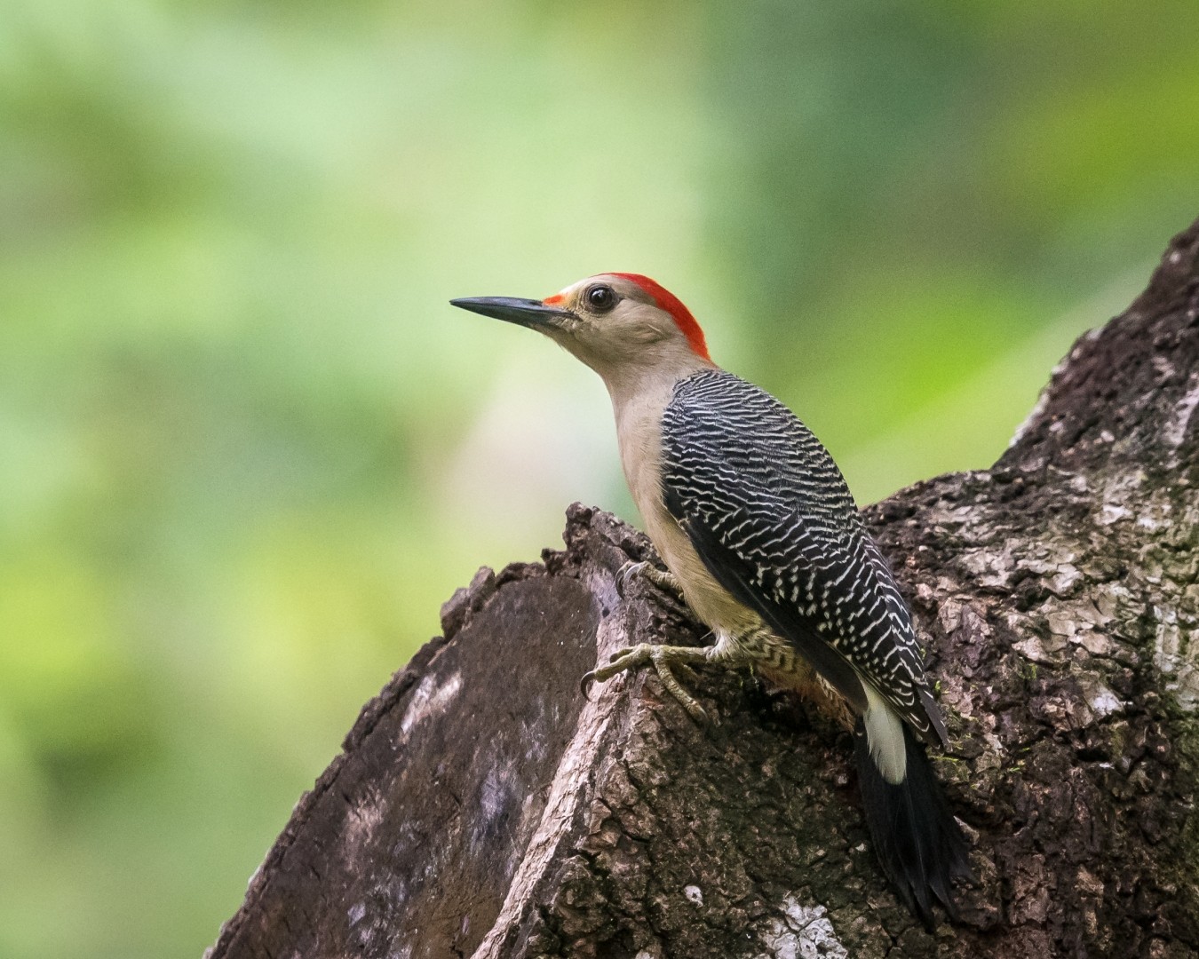 Melanerpes santacruzi (Melanerpes santacruzi)