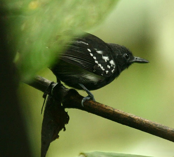 White-flanked Antwren (Myrmotherula axillaris)