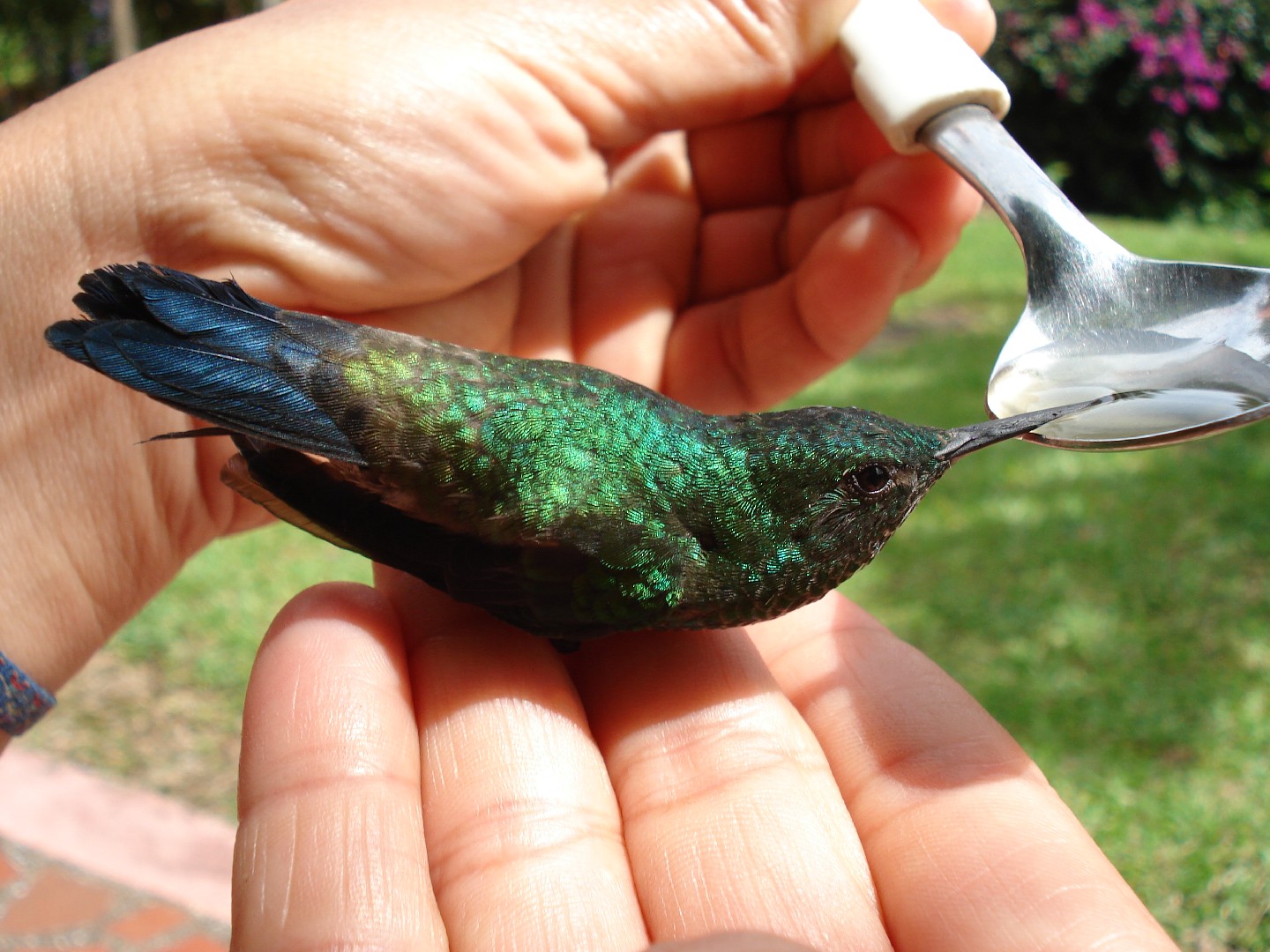 Calzadito verdoso norteño (Haplophaedia aureliae)