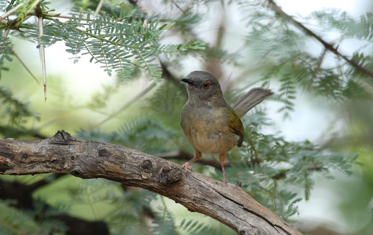 Camaróptera baladora (Camaroptera brachyura)