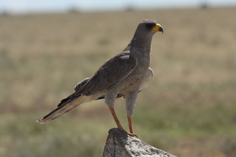 Chanting goshawks (Melierax)