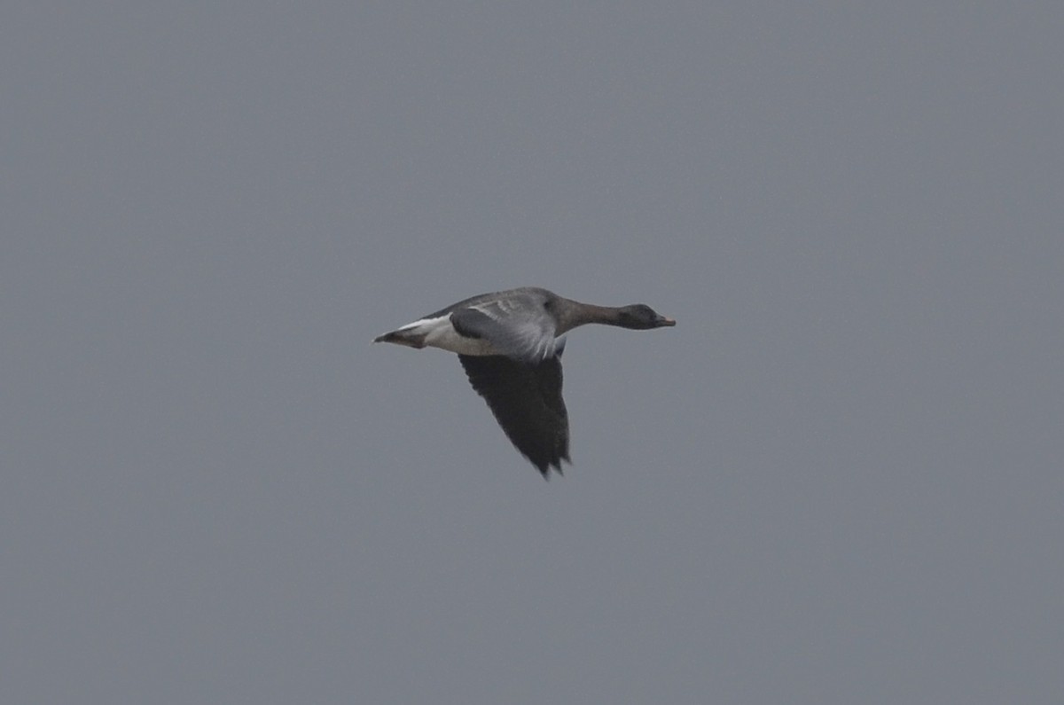 Tundra Bean-goose (Anser serrirostris)