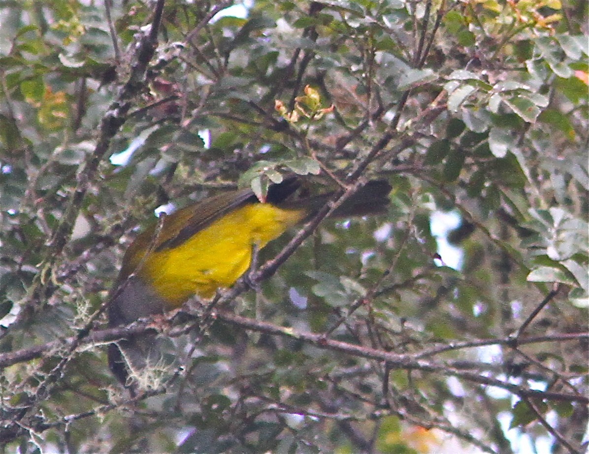 Grey-hooded Bush Tanager (Cnemoscopus rubrirostris)