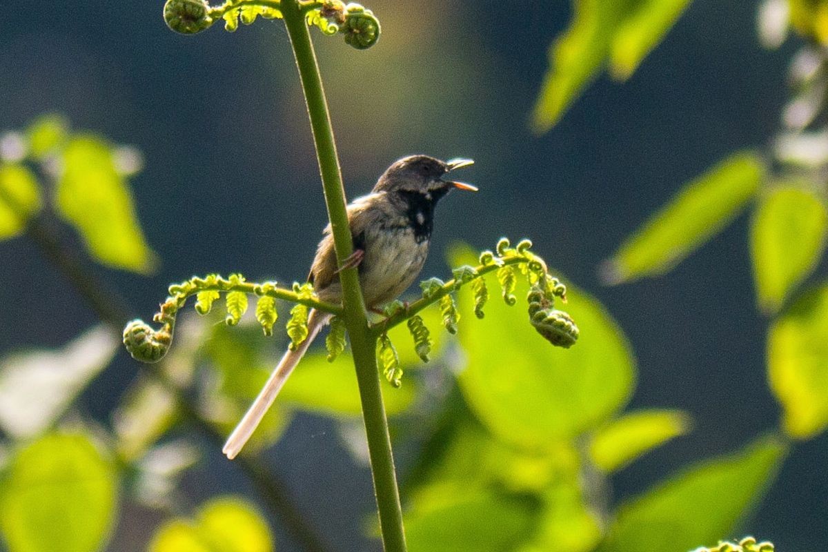 Prinia (Prinia)