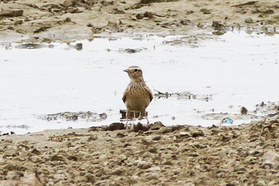 Oriental Skylark (Alauda gulgula)