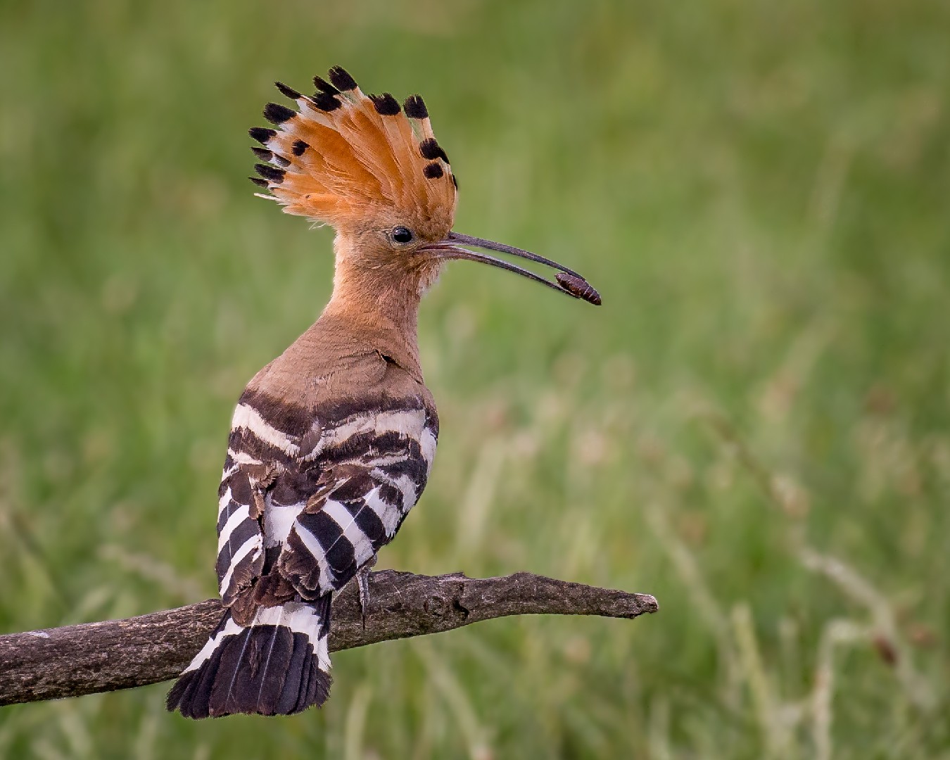 Abubilla común (Upupa epops)