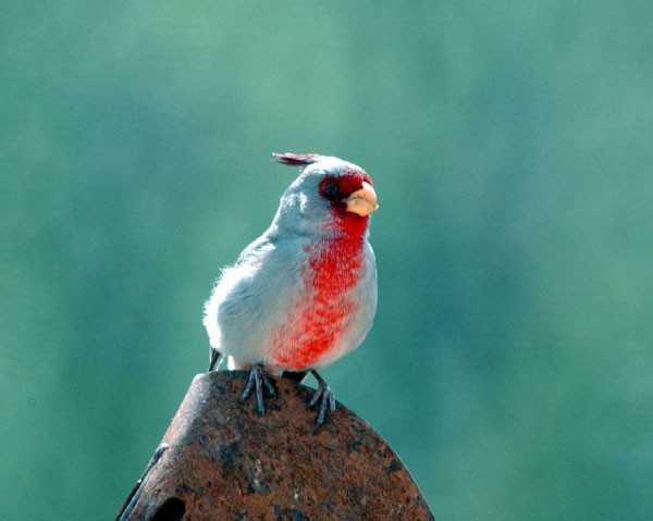 Попугайный кардинал (Cardinalis sinuatus)
