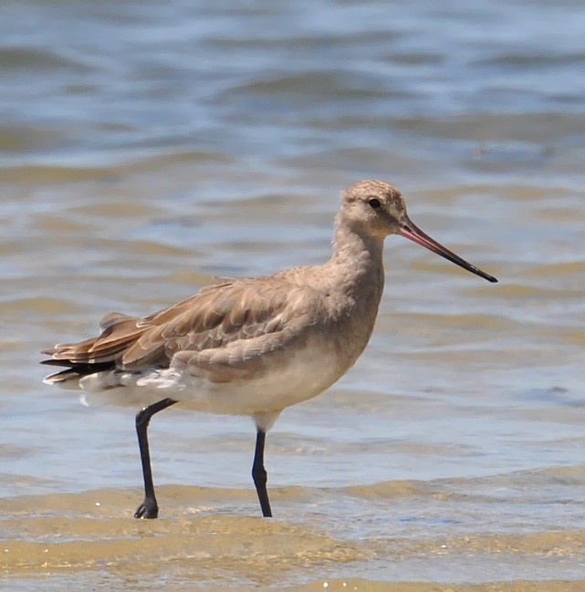 Hudsonian Godwit (Limosa haemastica)