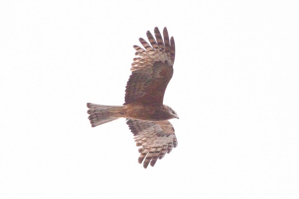 Square-tailed Kite (Lophoictinia)