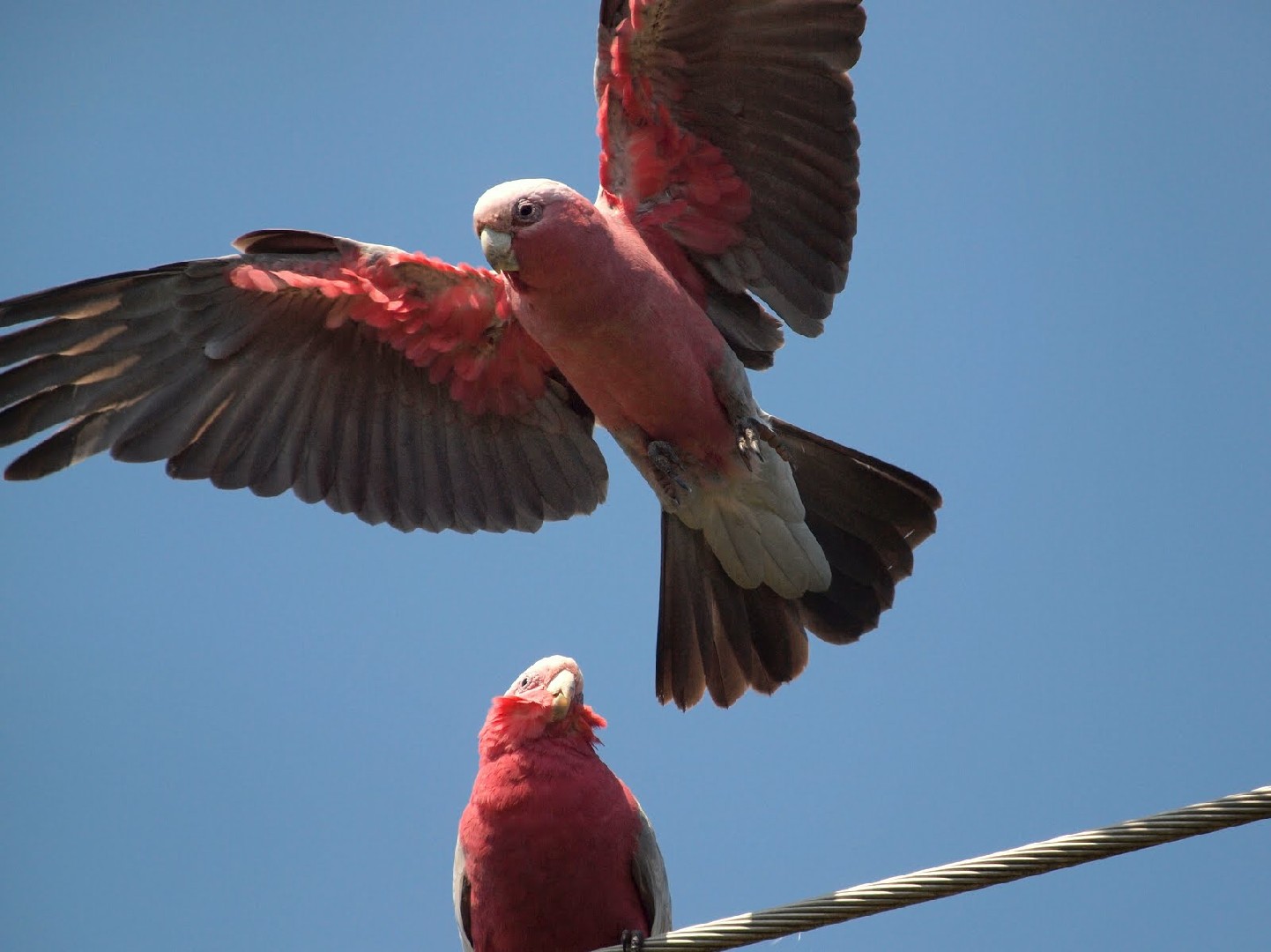 Rosakakadu (Eolophus roseicapilla)