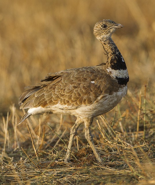 Outarde canepetière (Tetrax tetrax)