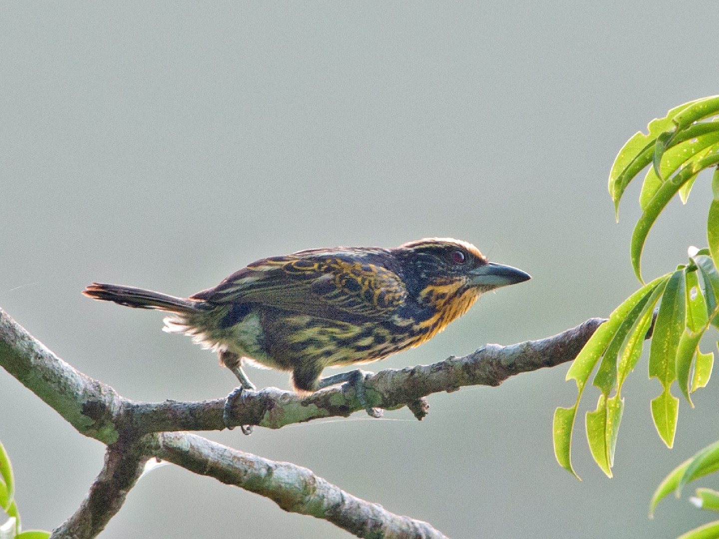 Cabezón dorado (Capito auratus)